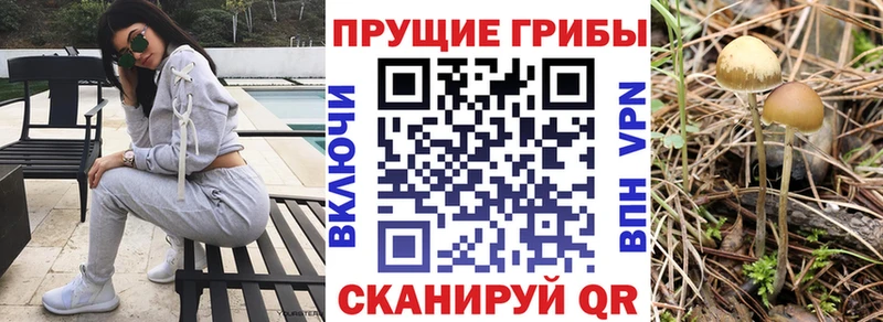 Псилоцибиновые грибы мицелий  Дербент 